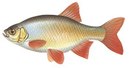 Яуренс - иконка «рыбалка» в Островском